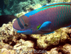 Parrotfish,Canon SD750,La Perus Bay,Maui by Jozef Butala 
